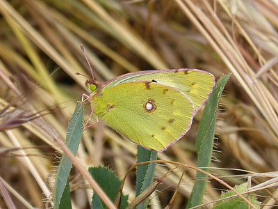 Colias Croceus, Butterfly thumbnail