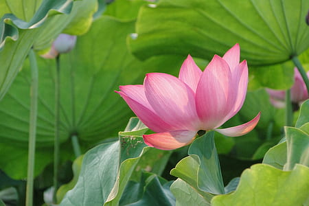 pink lotus flower in bloom closeup photography thumbnail