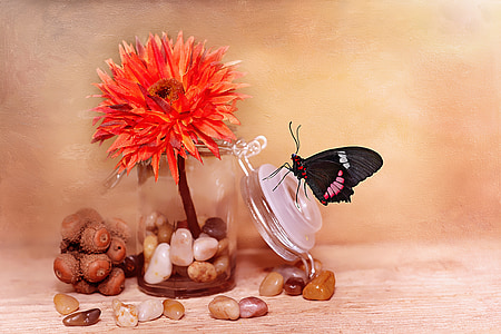 black and pink butterfly perched on clear glass lid with orange clustered flower thumbnail