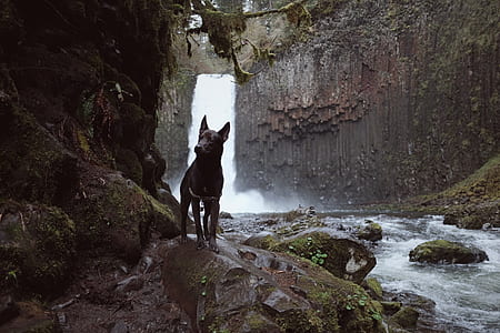 adult jet black German shepherd thumbnail