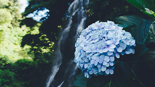 blue flower in bloom thumbnail