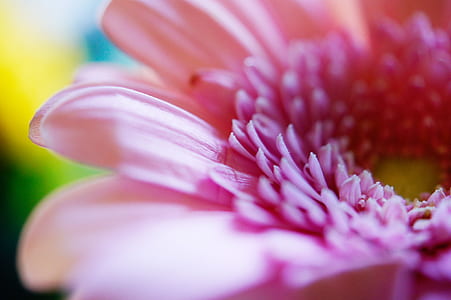 close up photography of pink petaled flowers thumbnail