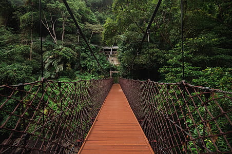 photography of hanging bridge near forest thumbnail