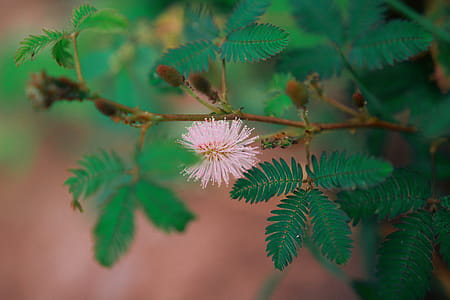 Close Up Photography of Pink Bottle Brush Flower thumbnail