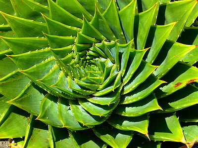 green spiral leaves plant taken during daytime thumbnail