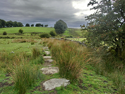 green grass beside green leafed tree under gray and white skies thumbnail