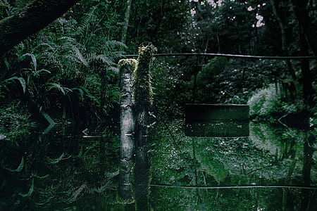 green plants in forest thumbnail