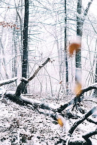 dead trees covered in white snow thumbnail