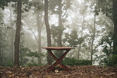 forest, trees, fog, foggy thumbnail