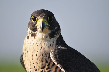close-up photography of white and black eagle bird thumbnail