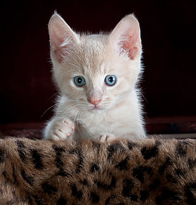 white kitten on brown and black leopard print textile thumbnail