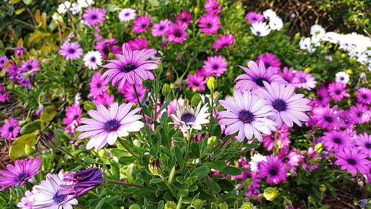 field of purple gerbera flower field thumbnail