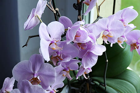 purple orchids thumbnail