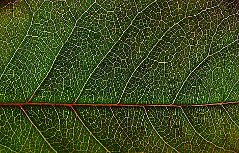 leaf stomata thumbnail