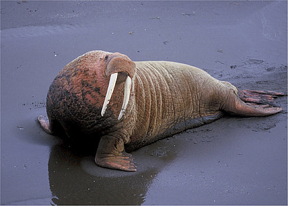sea lion on seashore thumbnail