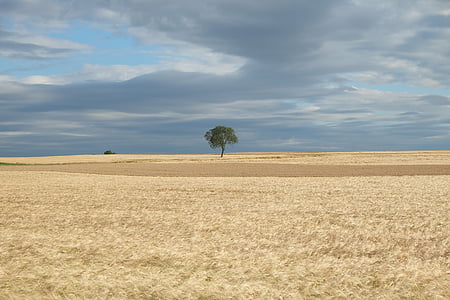 green leaf trees surrounded by brown glass under cloudy sky thumbnail