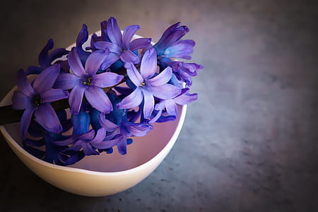 shallow ficus photography of purple flower thumbnail
