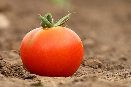 orange tomato on ground in tilt shift lens photography thumbnail