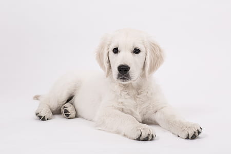 cream golden retriever puppy thumbnail