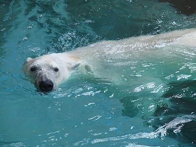 polar bear swimming in water thumbnail