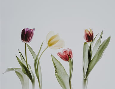 four white and red tulip flowers painting thumbnail