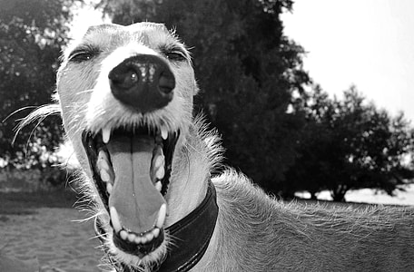 closeup grayscale photo of dog thumbnail