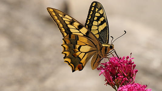 shallow focus photography of tiger swallowtail butterfly on pink flowers thumbnail