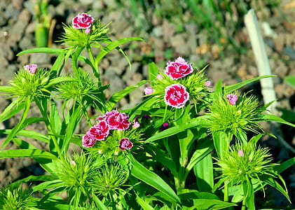 red-and-pink petaled flowers thumbnail