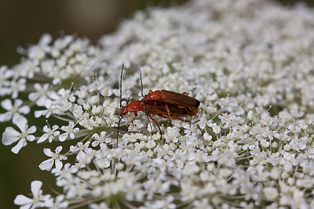 Meadows-Yarrow, Achillea Millefolium thumbnail