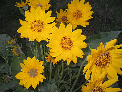 Flowers, Wildflowers thumbnail