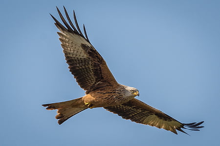 flying hawk thumbnail