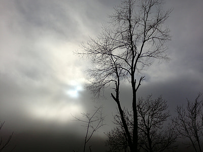 bare trees under gray sky thumbnail