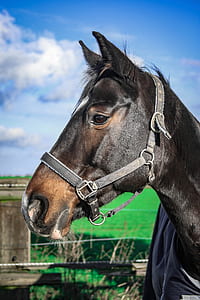 closeup photo of black horse thumbnail
