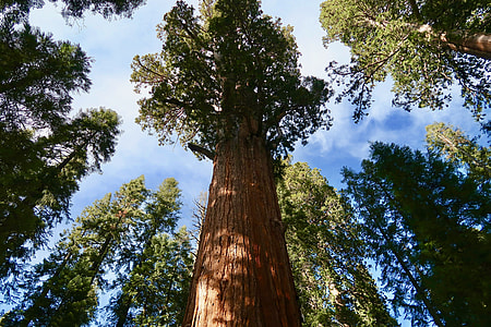 Sequoia, Giant Sequoia thumbnail