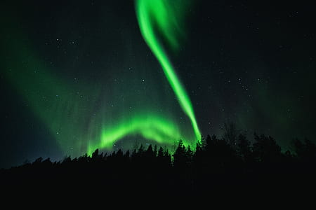 silhouette of trees with aurora lights thumbnail