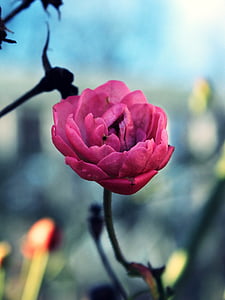 selective focus photography of pink petaled flower thumbnail