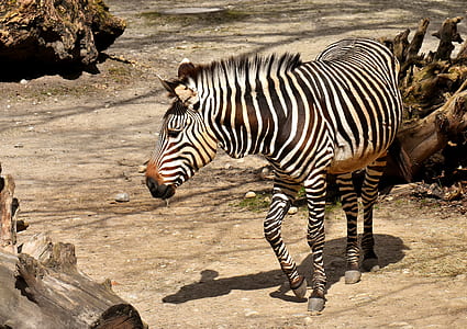 zebra standing near driftwood thumbnail