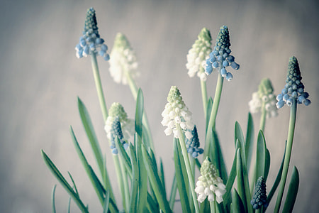 white and blue grape hyacinths in bloom close up photo thumbnail