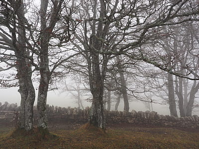 bare trees near wooden wall thumbnail