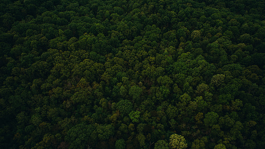 green grass forest trees thumbnail