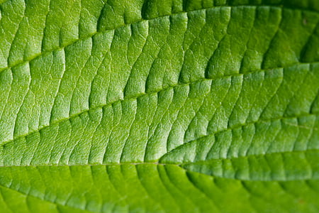 closeup photo of green leaf thumbnail