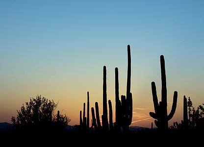 silhouette of cactus plant during golden hour thumbnail