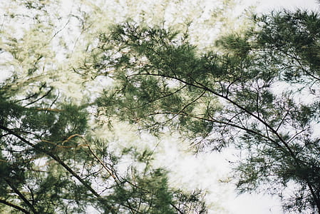 low angle photography of tree leaves thumbnail