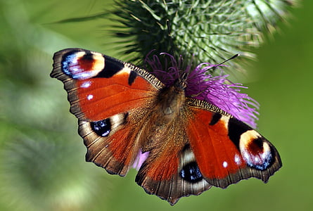 peacock butterfly perched on purple petaled flower in closeup photography thumbnail