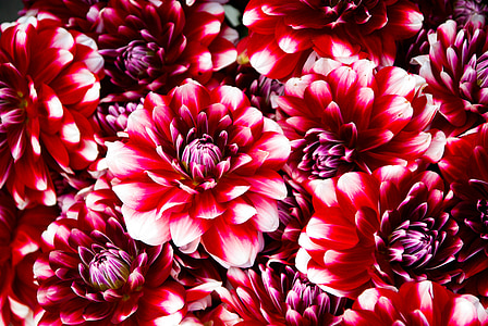 red and white flowers thumbnail