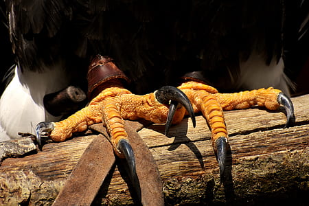 bird standing on trunk thumbnail