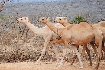 three brown camels near grass thumbnail