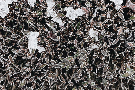 Frozen leaves & twigs thumbnail