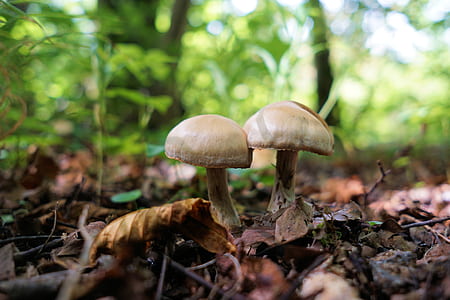 selective focus photo of mushrooms thumbnail