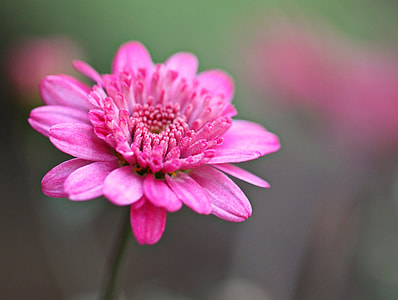 shallow focus photography of pink flower thumbnail